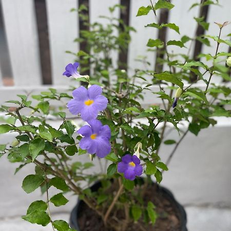 Moukdavan Guesthouse ルアンパバーン エクステリア 写真