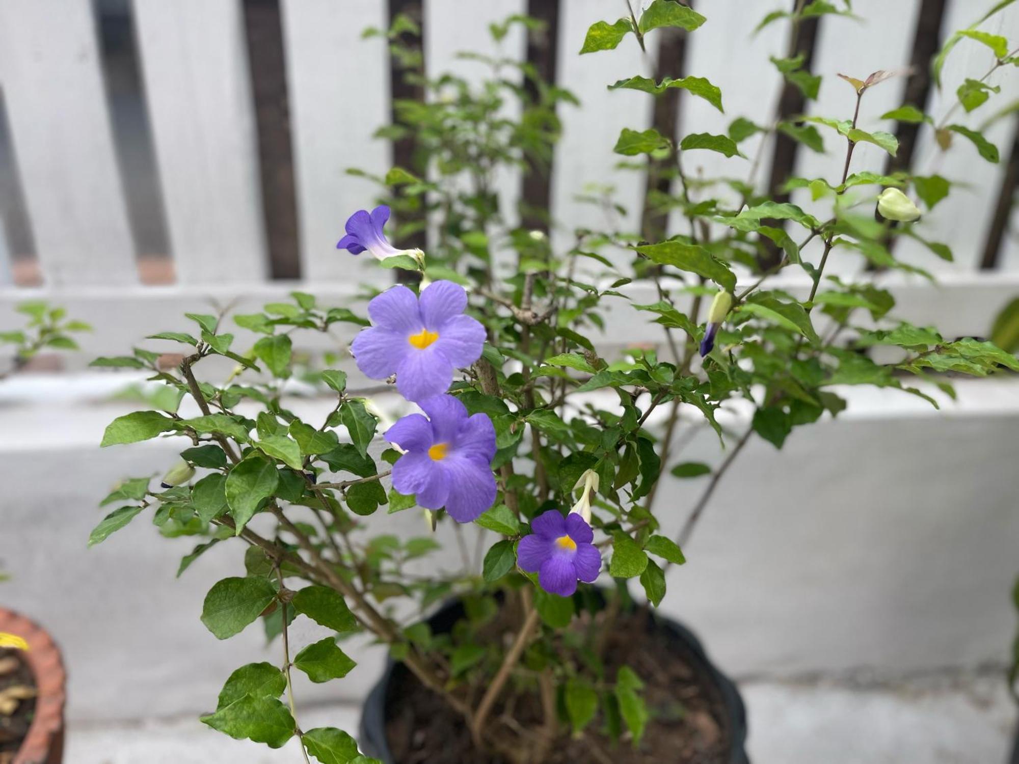 Moukdavan Guesthouse ルアンパバーン エクステリア 写真